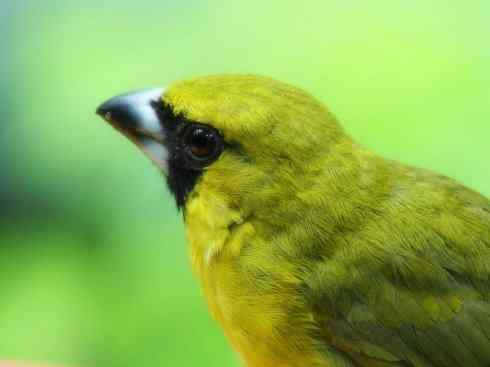 极品红色鸟类：红衣主教鸟