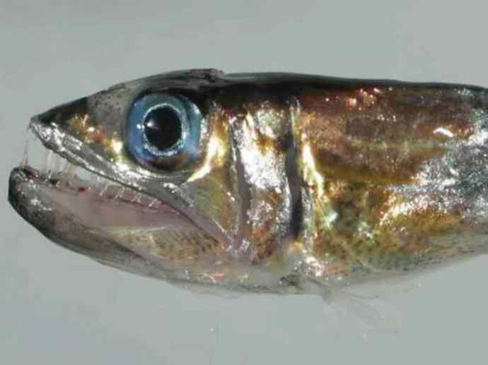 鱼类活化石：帆蜥鱼