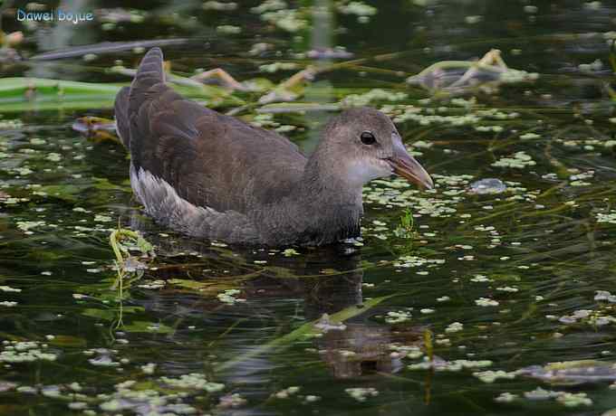 黑水鸡少年健身版