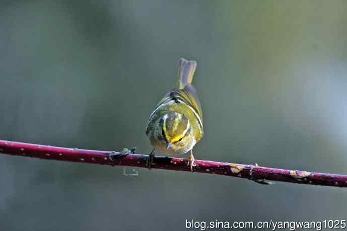 黄腰柳莺（22）