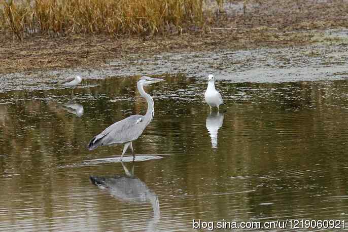 内蒙古鸟类摄影——苍鹭(2)