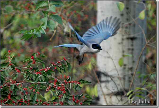 点击图片或使用键盘← →翻页