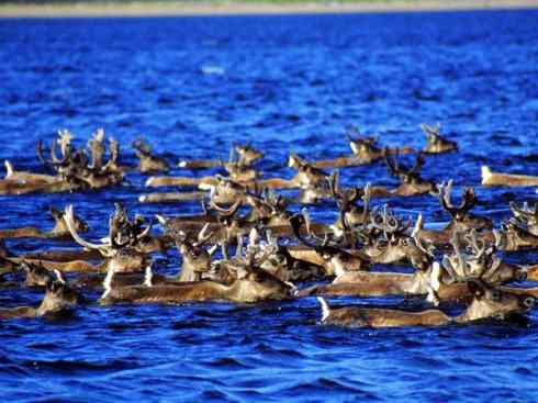 自然奇观：动物大迁徙(北美驯鹿长征)