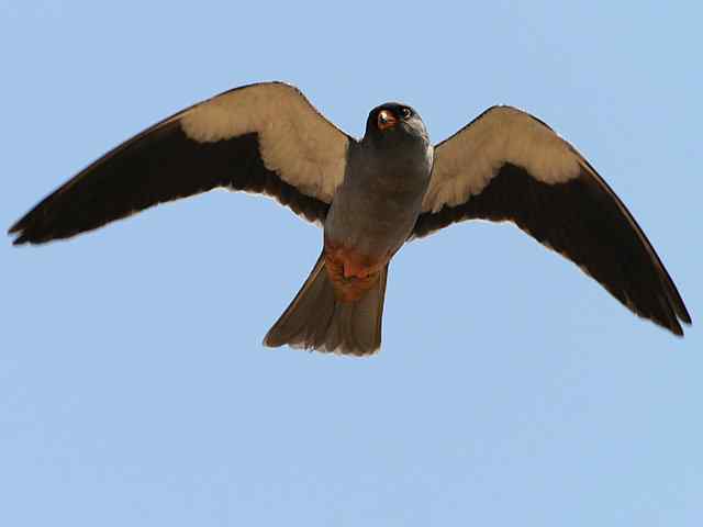 阿穆尔隼咏叹 阿穆尔隼咏叹