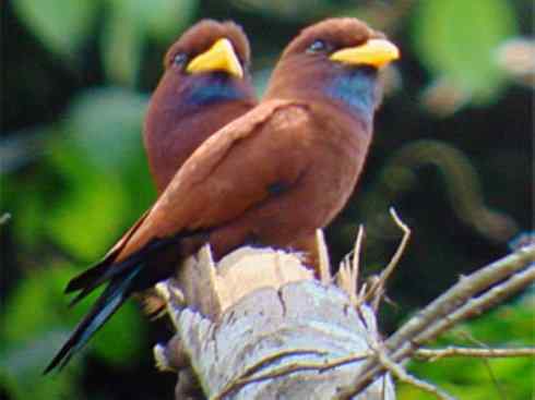 绝色攀禽：佛法僧目之三宝鸟