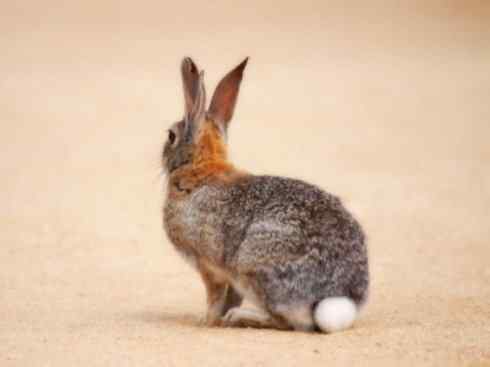 动物世界：山寨还是原创之八