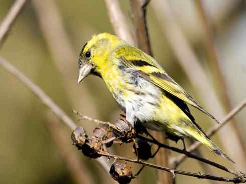 家禽驯化之源之十九