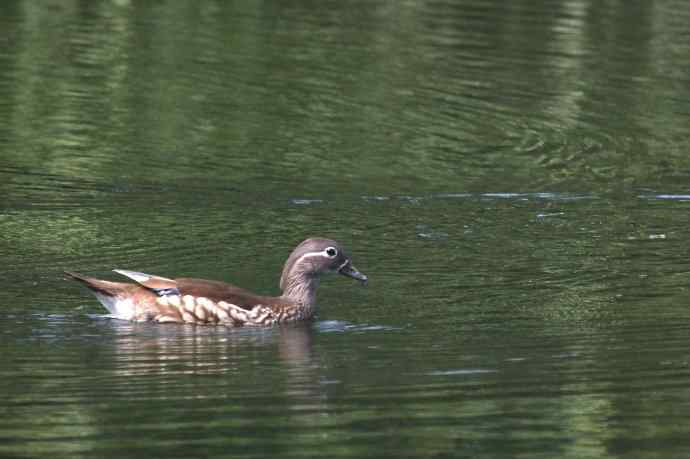 摄鸟拾趣 wbr鸳鸯的再邂逅（亚成）2012.06