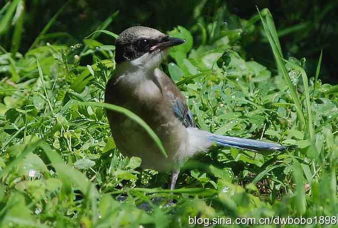 天坛公园里的鹊少和戴格格