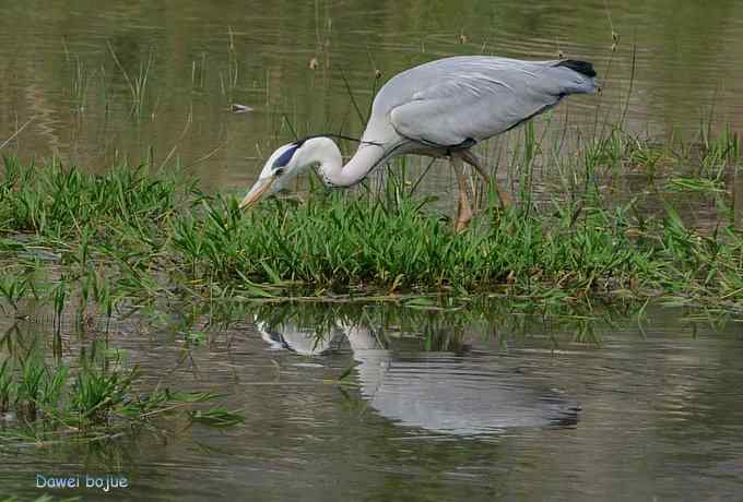 十渡的黑鹳和苍鹭