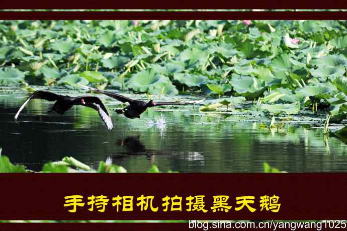 北京圆明园公园的鸟类——手持相机拍摄黑天鹅