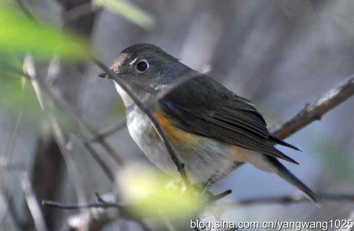 北京动物园的鸟类——野生鸟（红肋蓝尾鸲）2