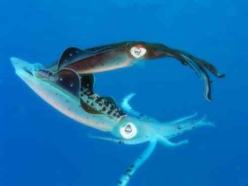 自然奇观:动物大迁徙(乌贼) 自然奇观:动物大迁徙(乌贼)