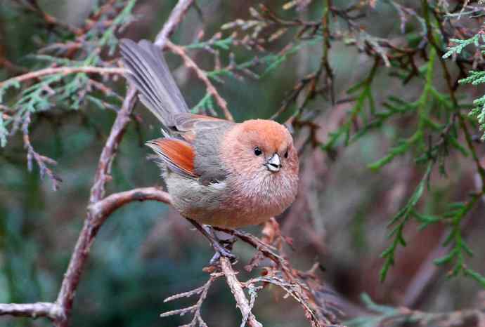 洋县两天观鸟，秦岭如此美妙！
