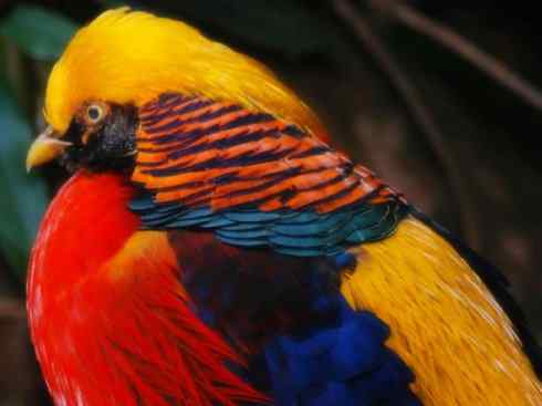 家禽驯化之源之八