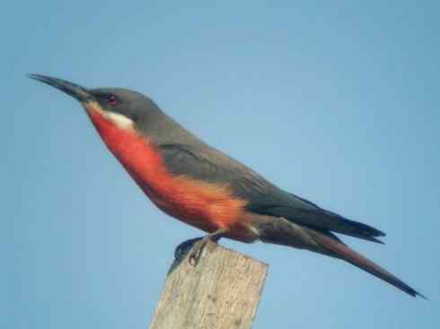 绝色攀禽:佛法僧目之蜂虎4 绝色攀禽:佛法僧目之蜂虎4