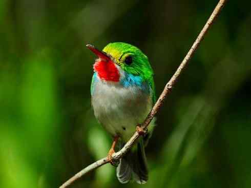 绝色攀禽：佛法僧目之短尾鴗