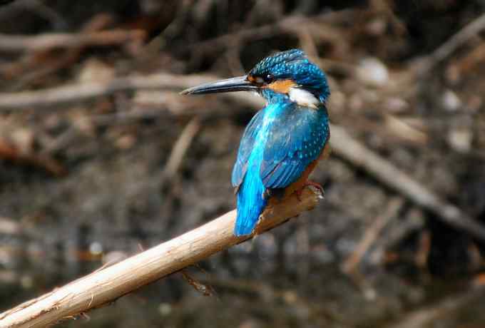 小翠儿的幸福生活