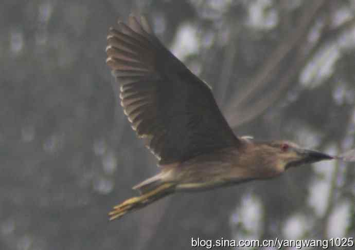 北京动物园的鸟类——轻雾中的夜鹭