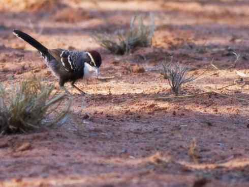 美丽无罪：雀鸟之绿鹛