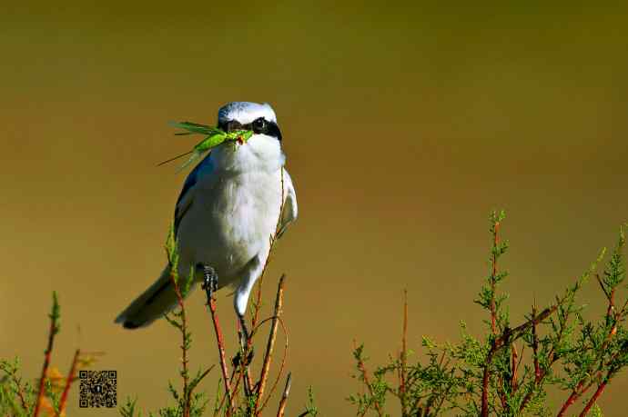 野鸭湖的楔尾伯劳吃什么? 野鸭湖的楔尾伯劳吃什么?