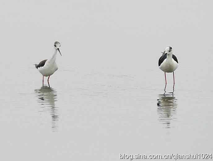 和谐之美.黑翅长脚鹬(秦皇岛)
