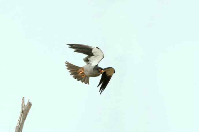 周末野鸭湖（自然摄影）