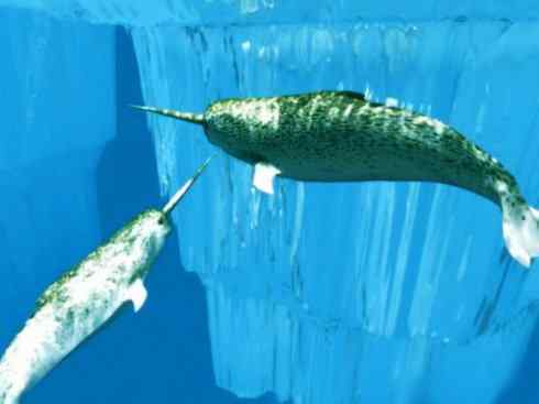 独角兽:传说的兽原型探秘(独角鲸) 独角兽:传说的兽原型探秘(独角鲸)