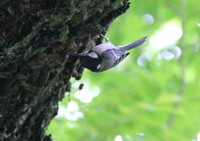 187.浙江缙云仙都农家乐（-）朱潭山鸟图