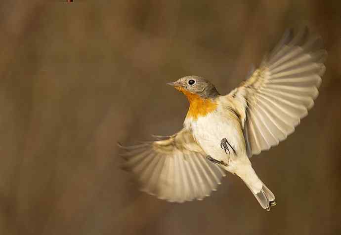 红胸姬鹟的美丽飞翔