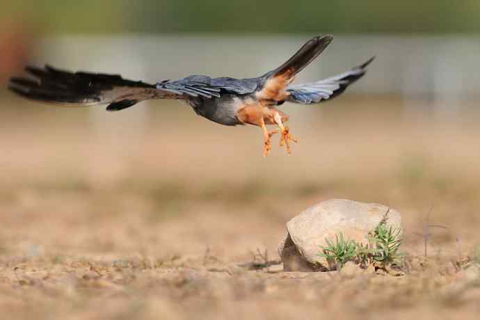 阿穆尔隼：野鸭湖黎明观猛*