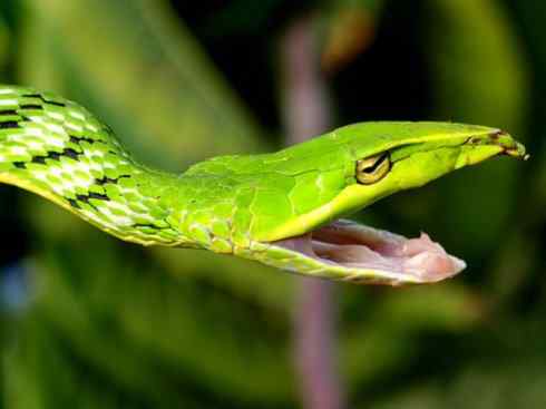 龙:传说的兽原型探秘(树蛇类) 龙:传说的兽原型探秘(树蛇类)