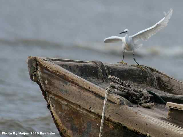 北戴河湿地演绎鸥鹭风情