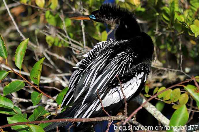 美国鸟类摄影——美洲蛇鹈（4）