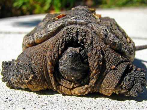 玄武：传说的兽原型探秘（鳄龟）