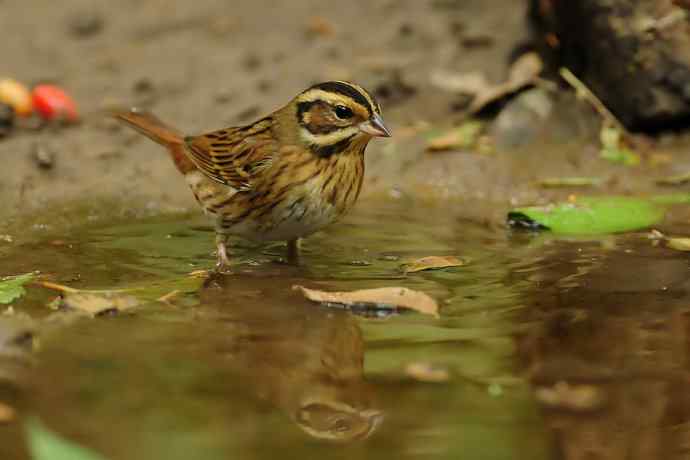 金汤沐浴.天坛白眉鹀