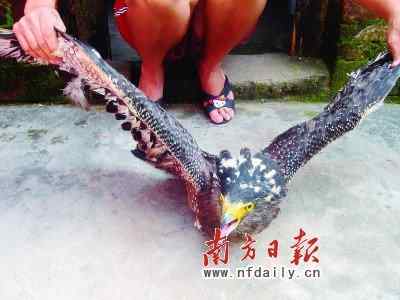 【喜报?】广东雷州干部带头不吃鸟