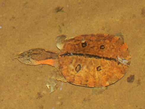 玄武：传说的兽原型探秘（鳖）