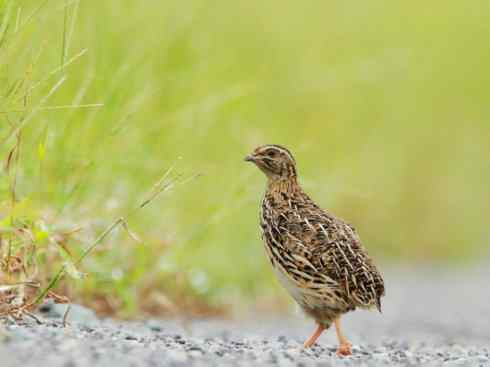 凤凰：传说的鸟原型探秘（鹌鹑）