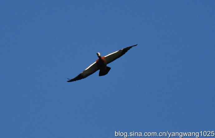 飞 wbr（赤麻鸭） wbr1