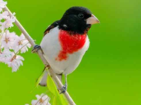 极品红色鸟类：红衣主教鸟