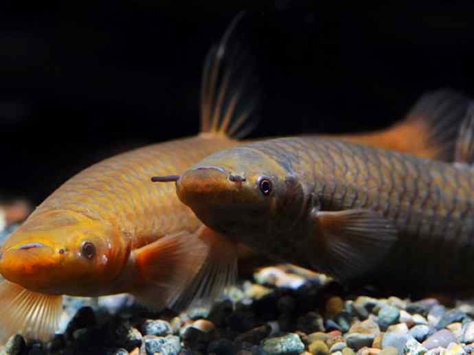 鱼类活化石：虱目鱼