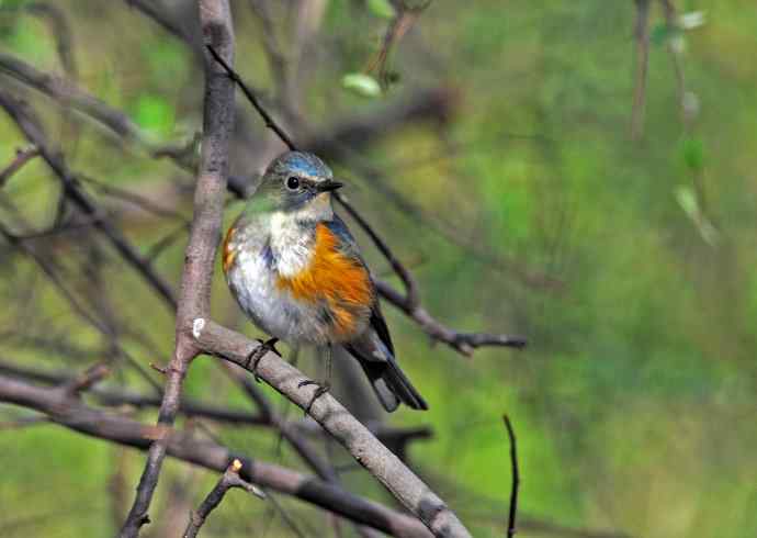 雄性红胁蓝尾鸲(7) 雄性红胁蓝尾鸲(7)