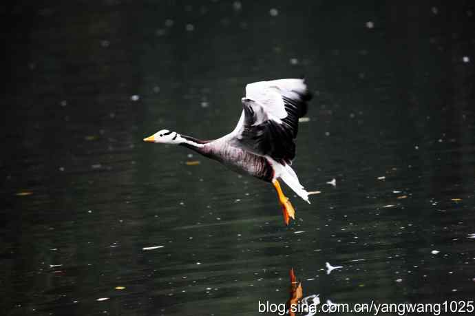 斑头雁（抓拍）2