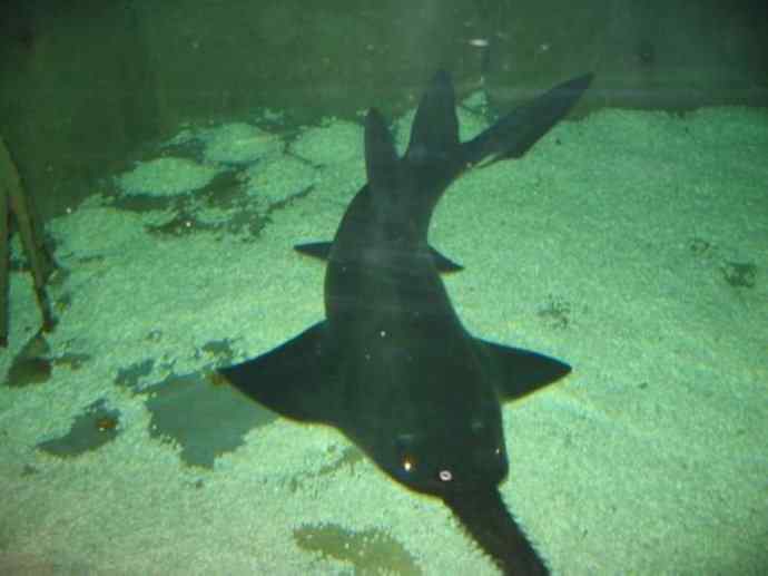 鱼类活化石：锯鳐