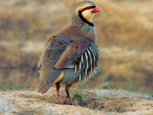 凤凰：传说的鸟原型探秘（鹌鹑）