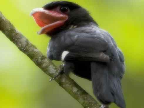 美丽无罪：雀鸟之阔嘴鸟