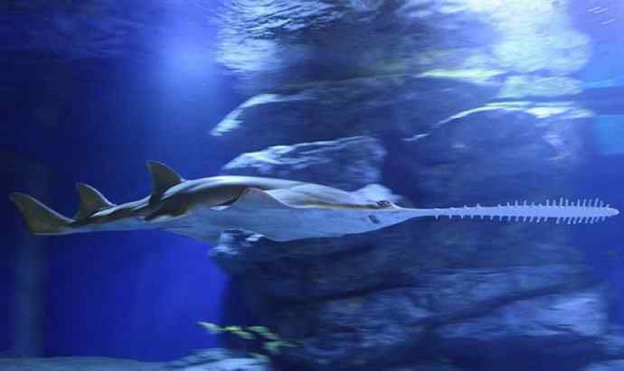 鱼类活化石：锯鳐