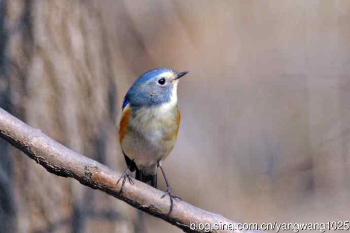 雄性红胁蓝尾鸲（22）