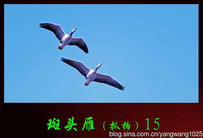 北京动物园的鸟类——斑头雁（抓拍）15